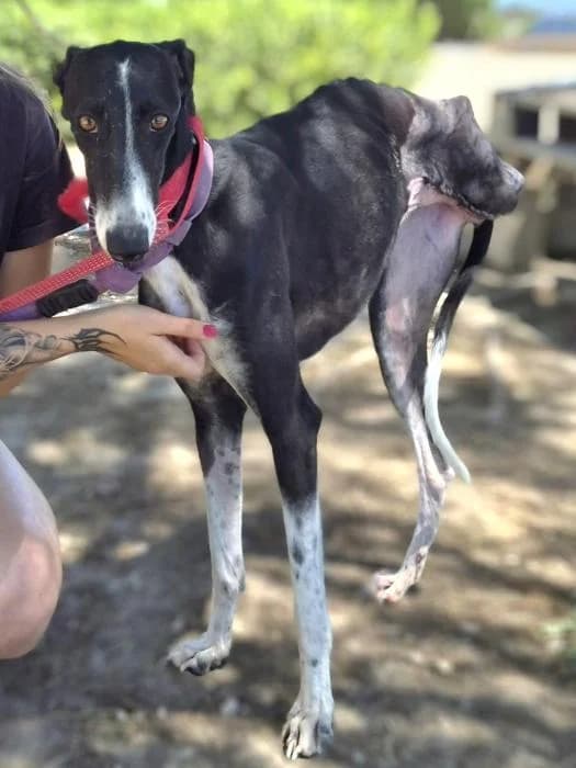 Oblea, female puppy Galgo Español for adoption at Protectora Oriolana