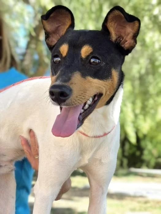 Chicho, male young mixed breed for adoption at Protectora Oriolana