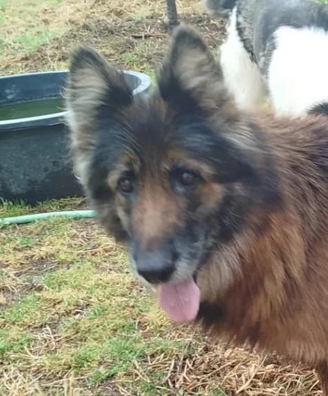 Malia, female senior Belgian Malinois for adoption at Protectora Oriolana