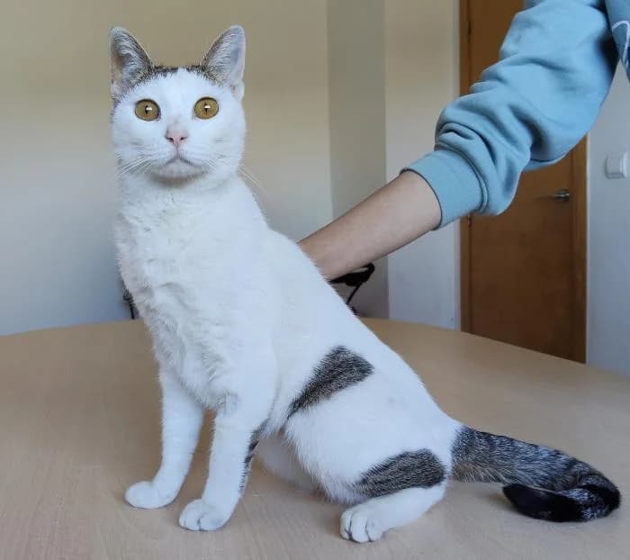 Natalia, female senior European Shorthair for adoption at Protectora Oriolana