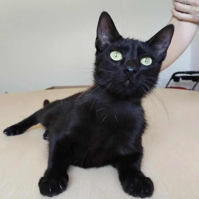 KAI, male puppy European Shorthair for adoption at Protectora Oriolana