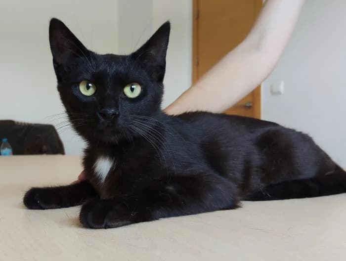 Neka, female puppy European Shorthair for adoption at Protectora Oriolana