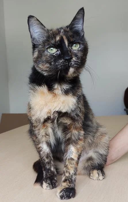 Davinia, female young European Shorthair for adoption at Protectora Oriolana
