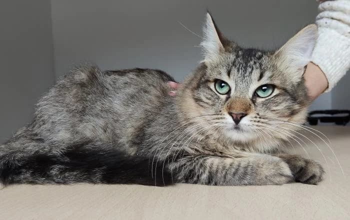 Lian, male puppy Norwegian Forest Cat for adoption at Protectora Oriolana