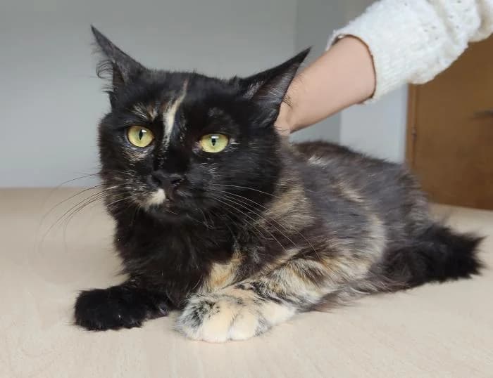 Loto, female puppy Norwegian Forest Cat for adoption at Protectora Oriolana