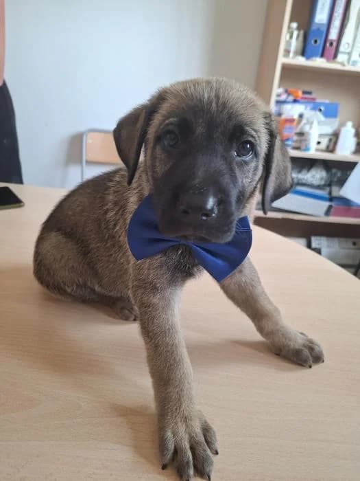 Brando, male puppy Belgian Malinois for adoption at Protectora Oriolana