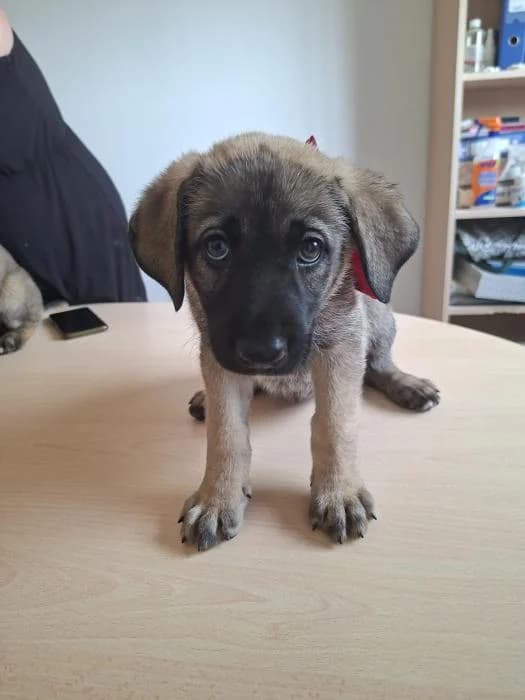 Kelly, female puppy Belgian Malinois for adoption at Protectora Oriolana