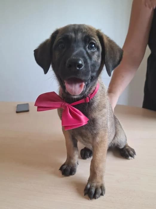 Grace, female puppy Belgian Malinois for adoption at Protectora Oriolana