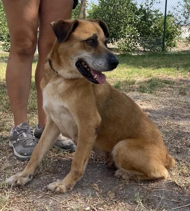 Almoj�bena, female senior Mixed Breed for adoption at Protectora Oriolana