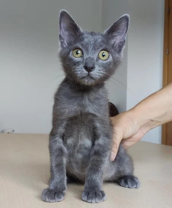 Julio, male puppy European Shorthair for adoption at Protectora Oriolana