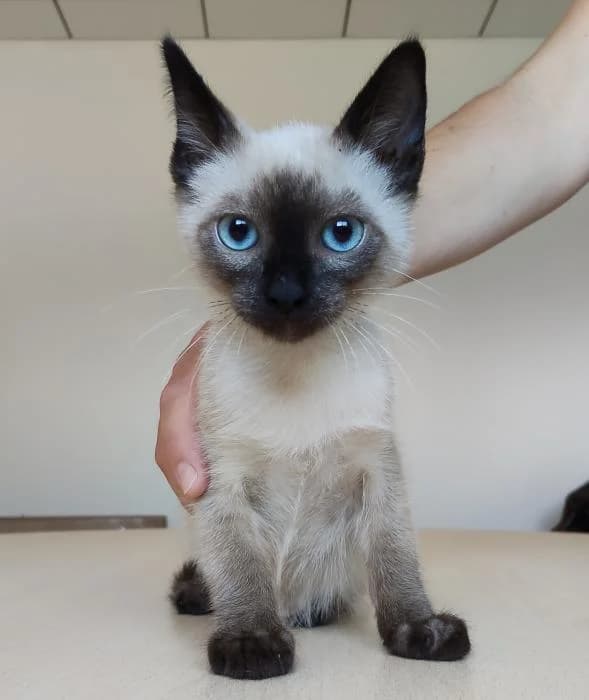 Rosendo, female puppy Siamese for adoption at Protectora Oriolana