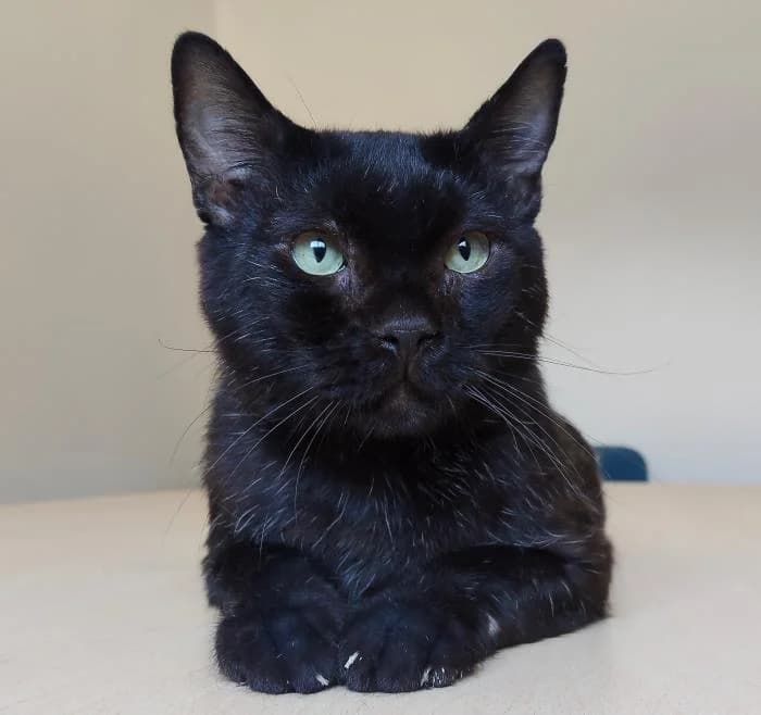 Jacinto, male 6yo European Shorthair for adoption at Protectora Oriolana