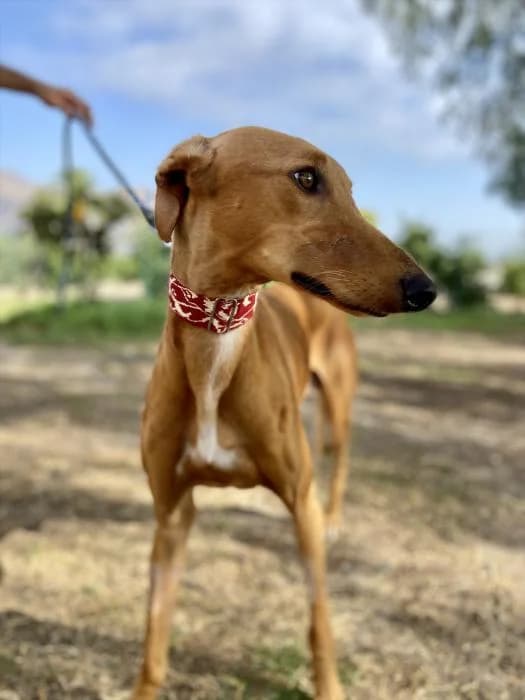 L�zaro, male young Galgo Español for adoption at Protectora Oriolana