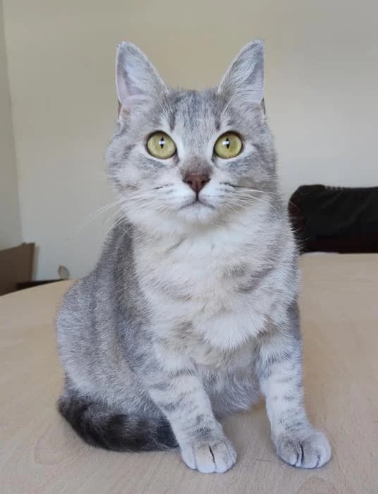 Pila, female young European Shorthair for adoption at Protectora Oriolana