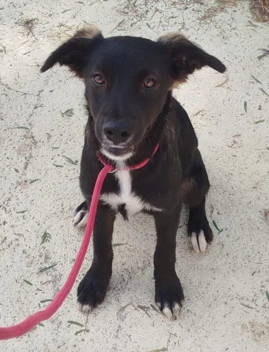 Lynx, female puppy Mixed Breed for adoption at Protectora Oriolana