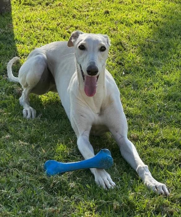 Bambina, female young Galgo Español for adoption at Protectora Oriolana