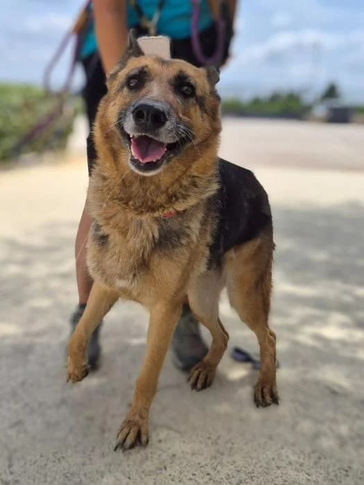 Arya, female 7yo German Shepherd for adoption at Protectora Oriolana