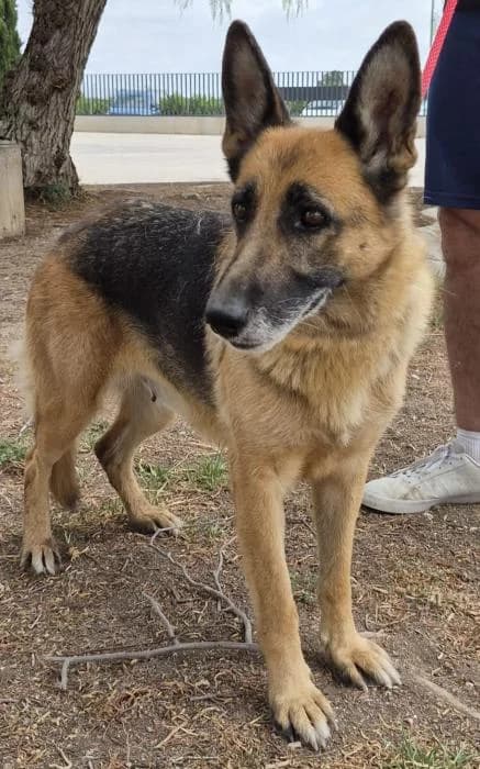 Atenea, female 7yo German Shepherd for adoption at Protectora Oriolana
