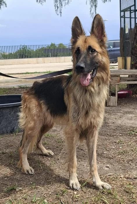 Roble, male 5yo German Shepherd for adoption at Protectora Oriolana