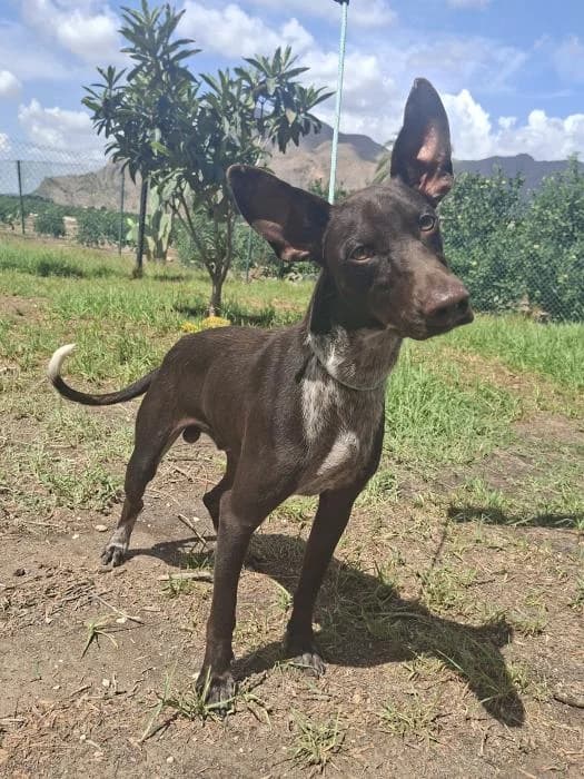 Bojack, male young Podenco for adoption at Protectora Oriolana