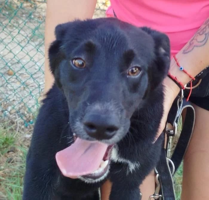 Anubis, male puppy Mixed Breed for adoption at Protectora Oriolana