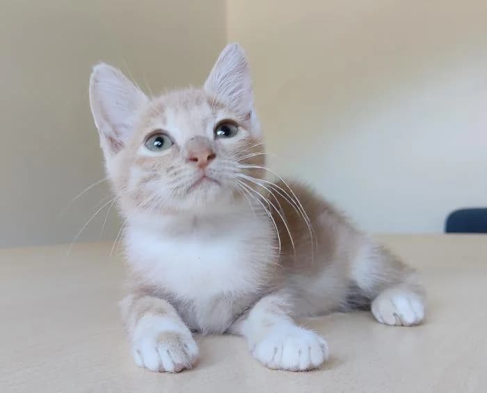 Joselito, male puppy European Shorthair for adoption at Protectora Oriolana