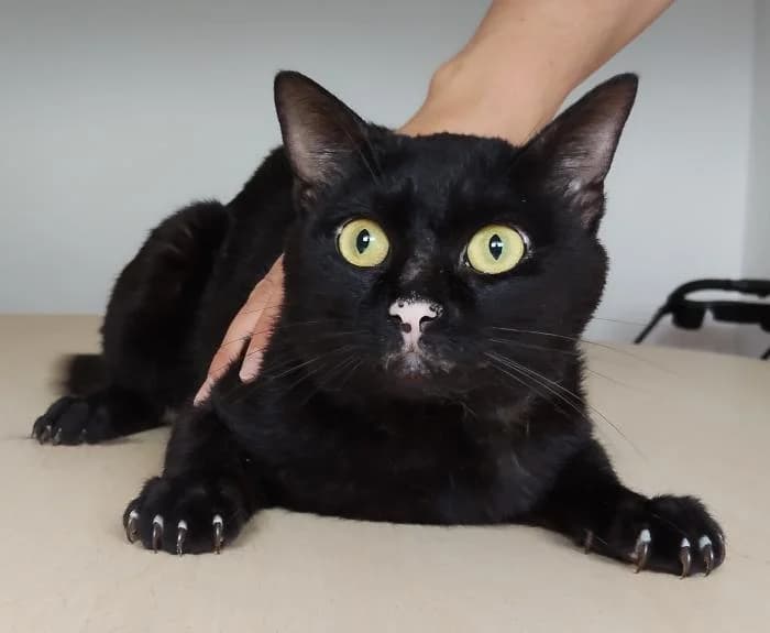 Portento, male young European Shorthair for adoption at Protectora Oriolana