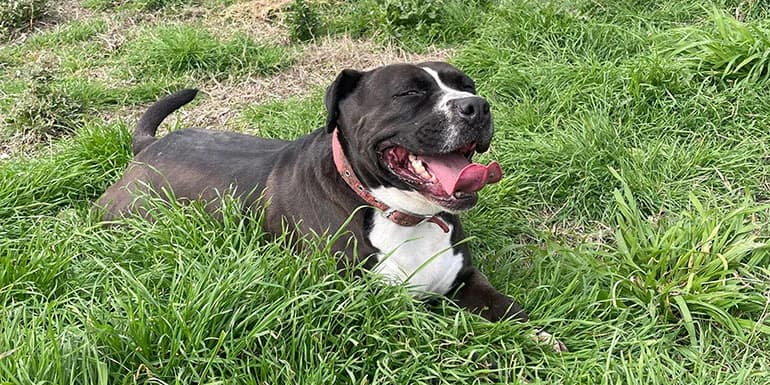 Winter, female 5yo Mixed Breed for adoption at Protectora d