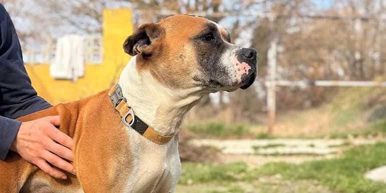 Flow, male 4yo Mixed Breed for adoption at Protectora d