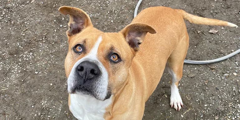 Winter, female Mixed Breed for adoption at Protectora d