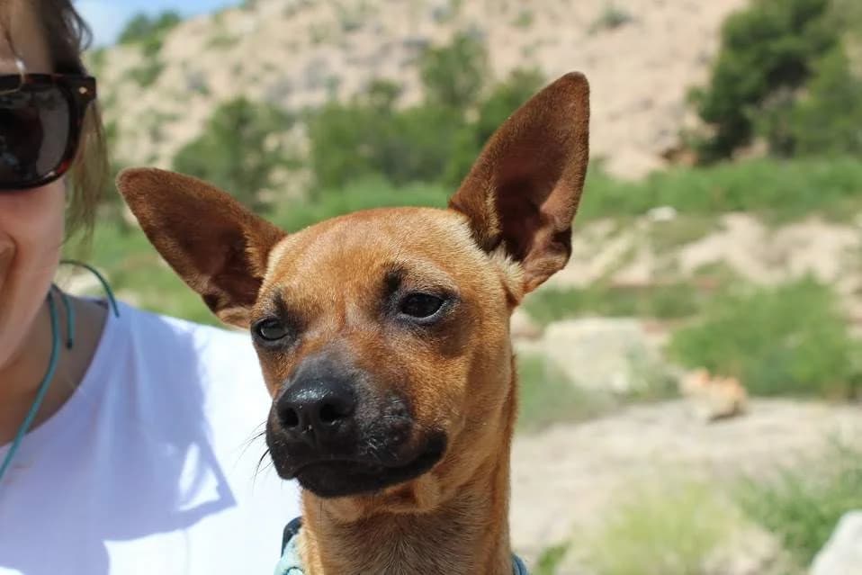 Erik, male Mixed Breed for adoption at Protectora Villena