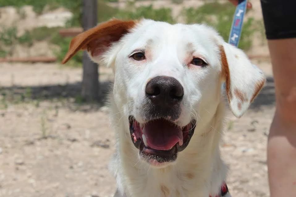 Loky, male Mixed Breed for adoption at Protectora Villena