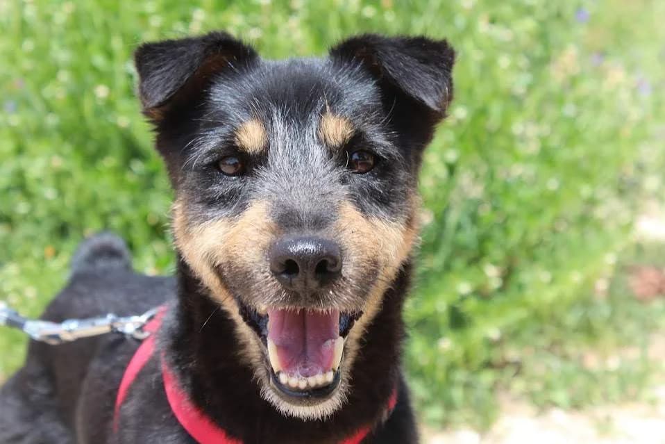 Boston, male Mixed Breed for adoption at Protectora Villena