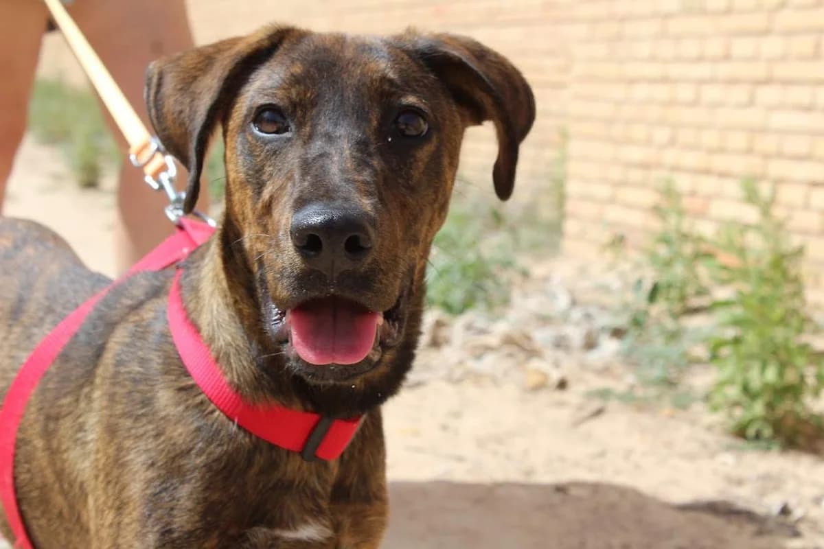 Kira, female puppy Mixed Breed for adoption at Protectora Villena