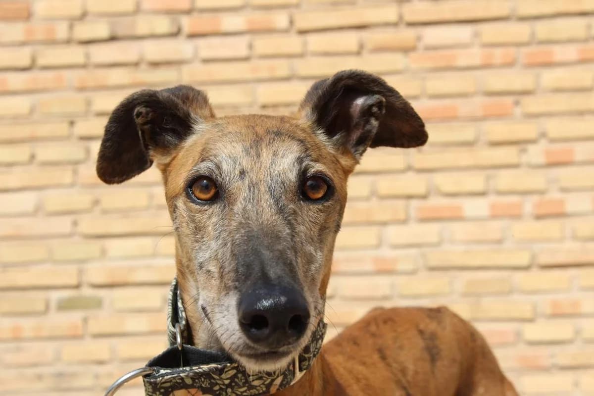 Berto, male puppy Mixed Breed for adoption at Protectora Villena