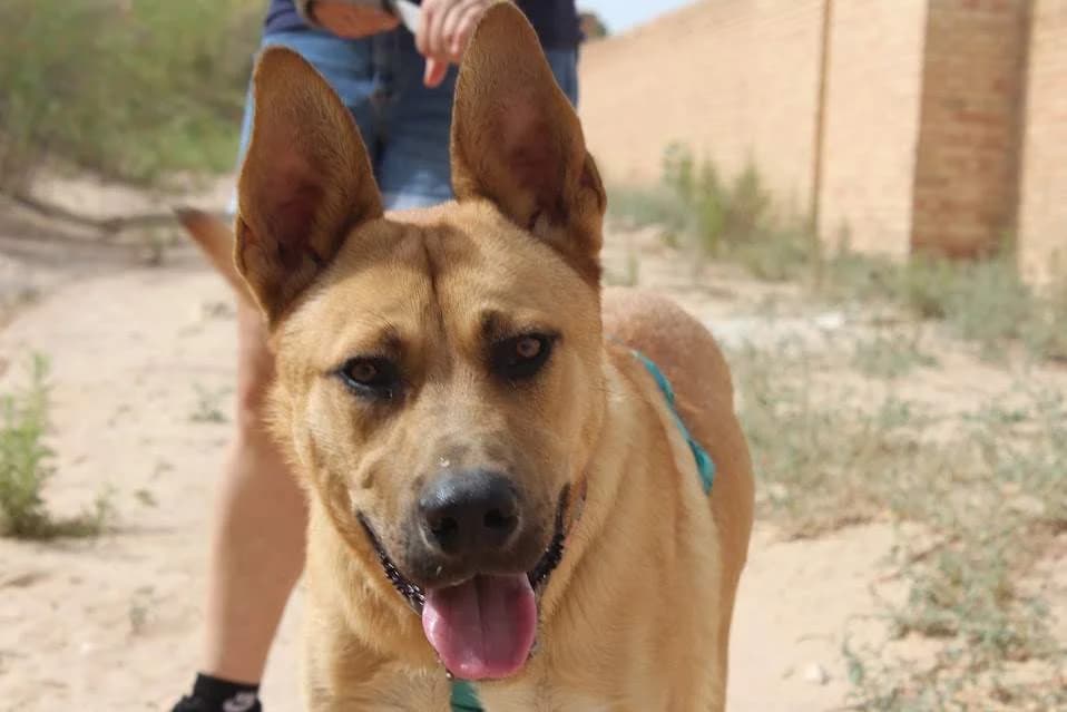 Koi, male puppy Mixed Breed for adoption at Protectora Villena