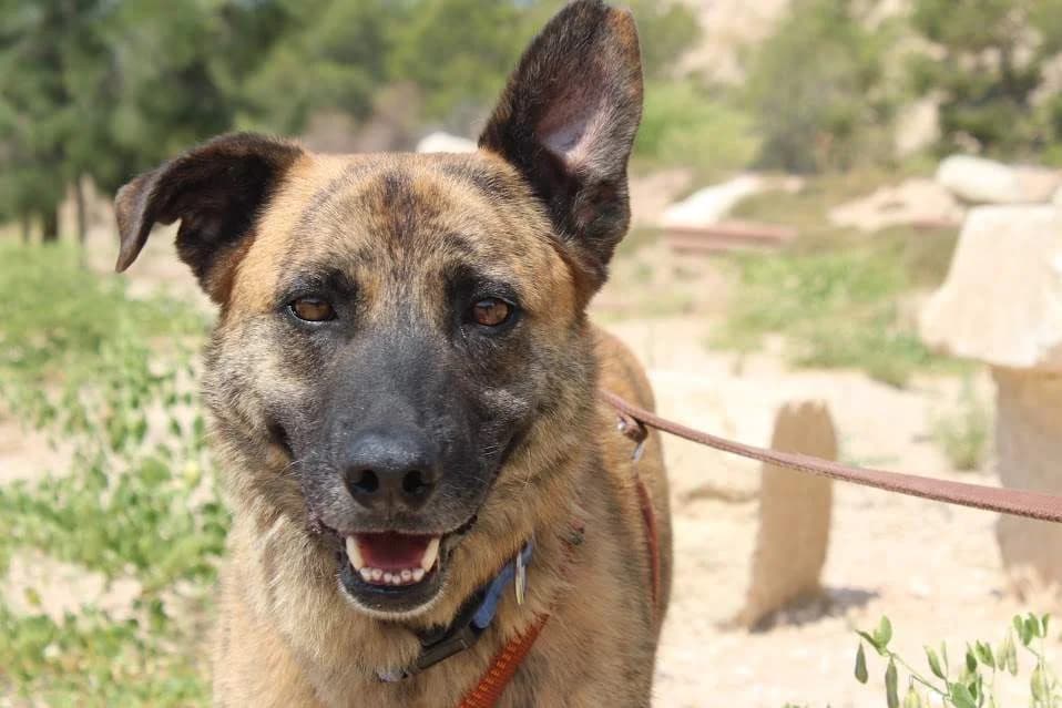 Nerone, male puppy Mixed Breed for adoption at Protectora Villena