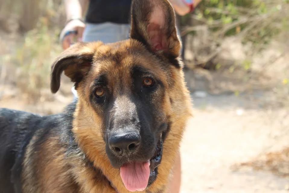 Kiara, female puppy Mixed Breed for adoption at Protectora Villena