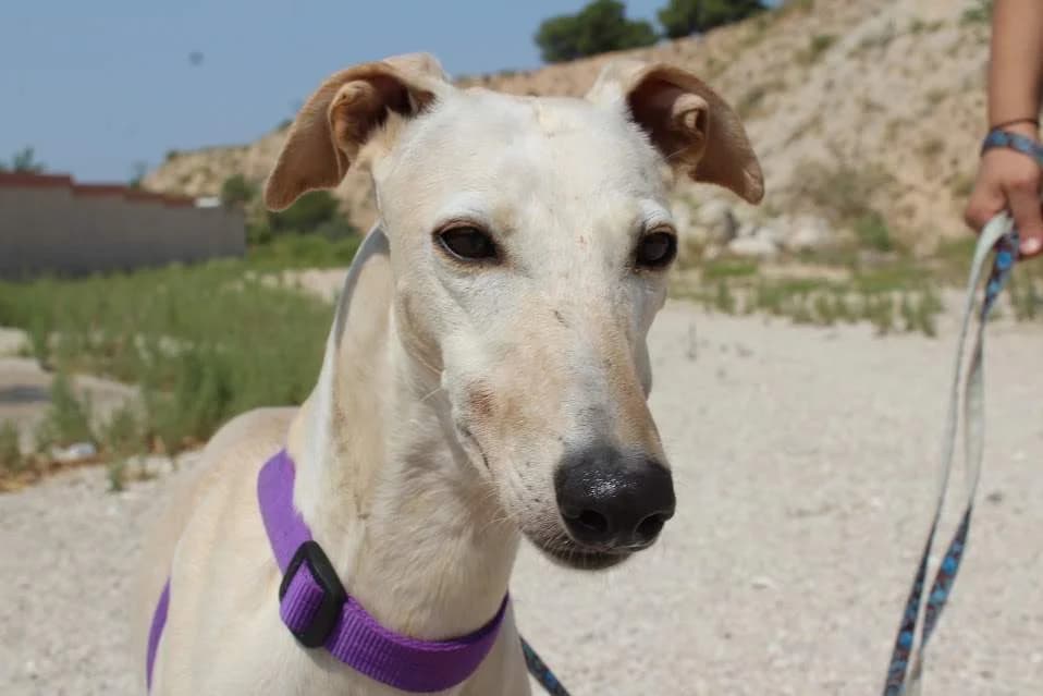 Pastora, female puppy Mixed Breed for adoption at Protectora Villena