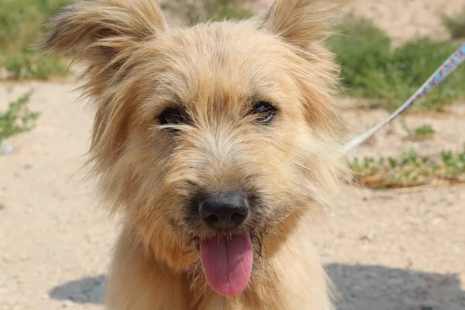 Estela, female Mixed Breed for adoption at Protectora Villena