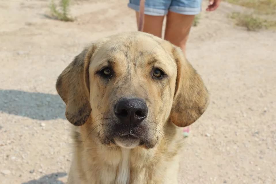 Berta, female puppy Mixed Breed for adoption at Protectora Villena