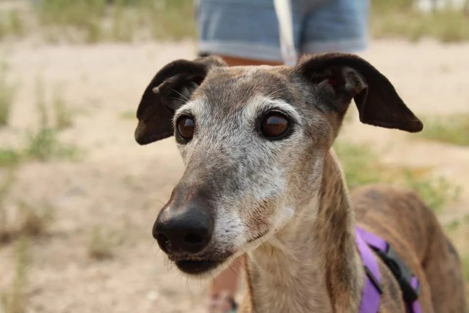 Bartola, female puppy Mixed Breed for adoption at Protectora Villena