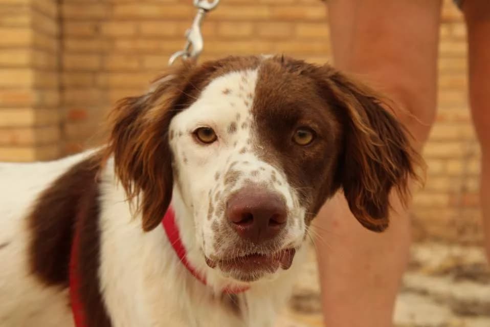 Atlas, male puppy Mixed Breed for adoption at Protectora Villena