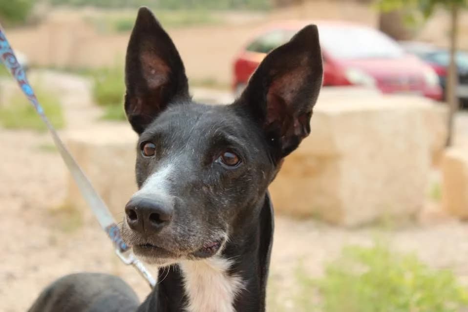 Triana, female puppy Mixed Breed for adoption at Protectora Villena