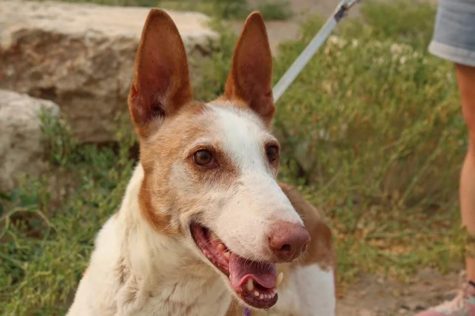 Gitana, female puppy Mixed Breed for adoption at Protectora Villena