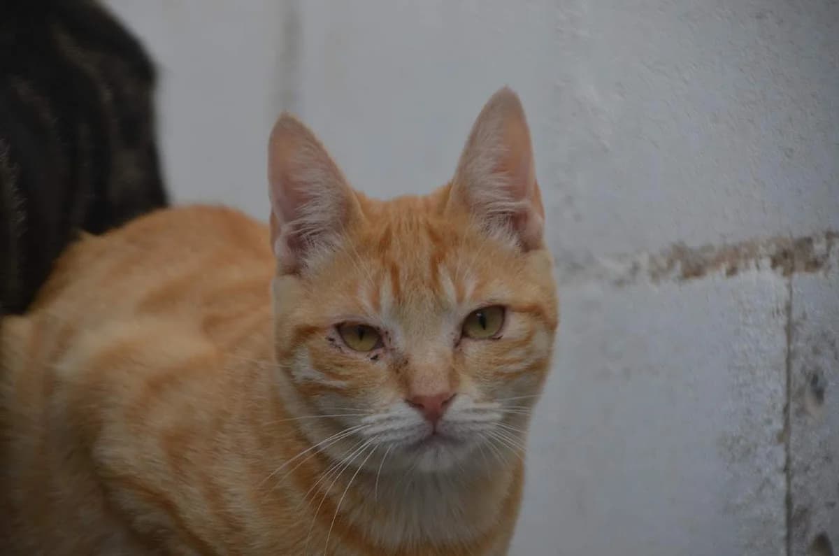 Rosalía, female Mixed Breed for adoption at Protectora Villena