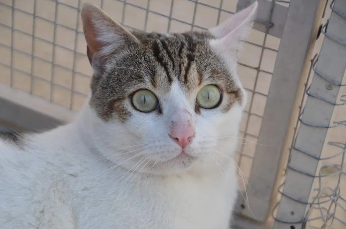 Moisés, male young Mixed Breed for adoption at Protectora Villena