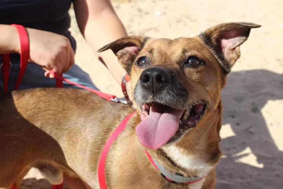 Lucky, male puppy Mixed Breed for adoption at Protectora Villena