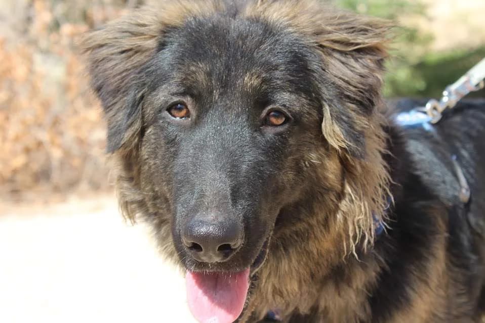 Fus, male puppy Mixed Breed for adoption at Protectora Villena