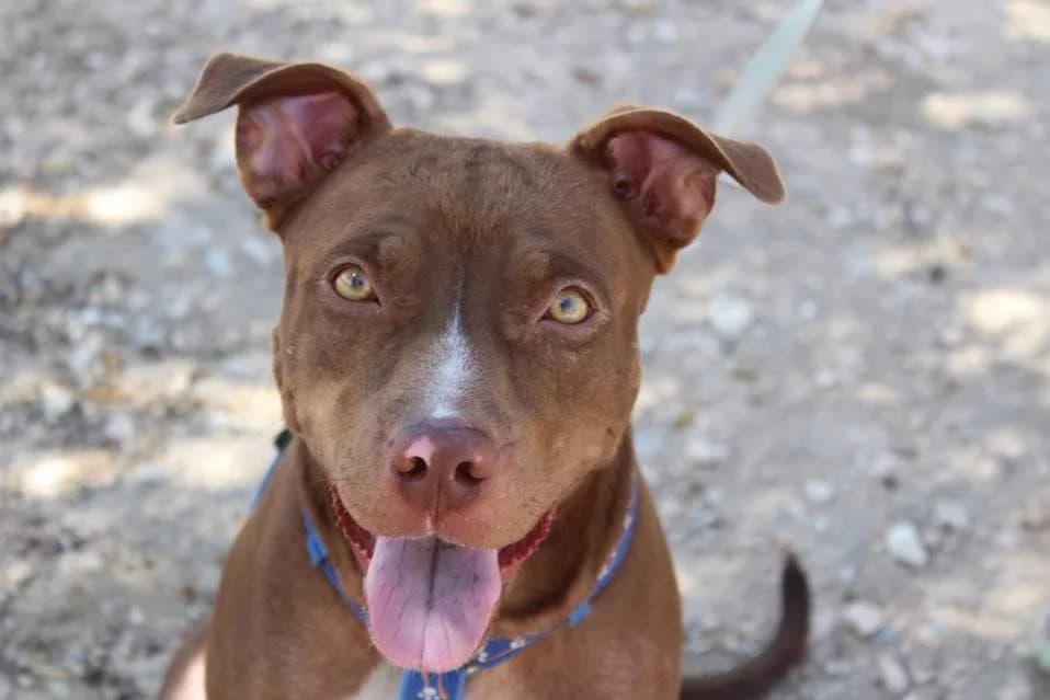 Sophie, female puppy Mixed Breed for adoption at Protectora Villena